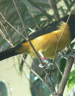 蒙岛拟鹂 / Montserrat Oriole / Icterus oberi