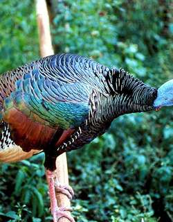眼斑火鸡 / Ocellated Turkey / Meleagris ocellata