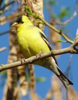 北美金翅雀 / American Goldfinch / Spinus tristis