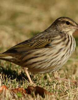 条纹鹨 / Striped Pipit / Anthus lineiventris