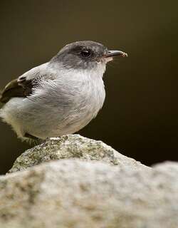 灰姬霸鹟 / Torrent Tyrannulet / Serpophaga cinerea