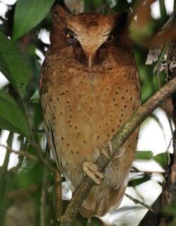 斯里兰卡角鸮 / Serendib Scops Owl / Otus thilohoffmanni