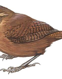 茶色鹪鹩 / Fulvous Wren / Cinnycerthia fulva