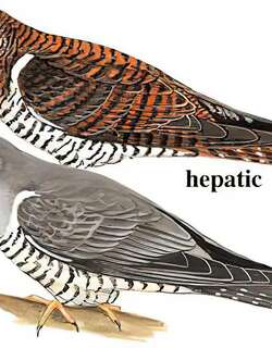 中杜鹃 / Himalayan Cuckoo / Cuculus saturatus
