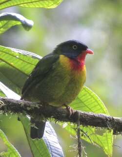 红胸食果伞鸟 / Scarlet-breasted Fruiteater / Pipreola frontalis