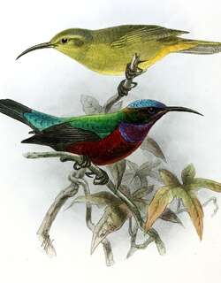 雅美花蜜鸟 / Superb Sunbird / Cinnyris superbus