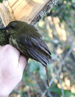 纹喉䳭 / Dapple-throat / Arcanator orostruthus