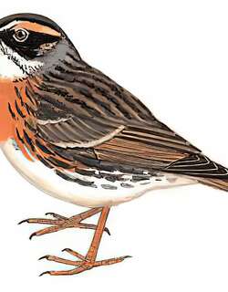 棕胸岩鹨 / Rufous-breasted Accentor / Prunella strophiata