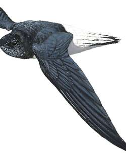 萨氏针尾雨燕 / Sabine’s Spinetail / Rhaphidura sabini