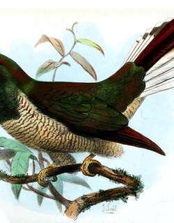 黄喉金鹃 / Yellow-throated Cuckoo / Chrysococcyx flavigularis