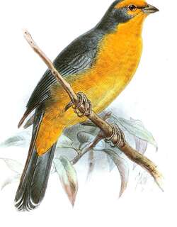科恰歌鹀 / Cochabamba Mountain Finch / Poospiza garleppi