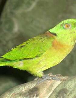 黑领牡丹鹦鹉 / Black-collared Lovebird / Agapornis swindernianus