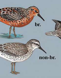 红腹滨鹬 / Red Knot / Calidris canutus