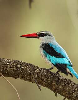林地翡翠 / Woodland Kingfisher / Halcyon senegalensis