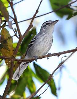 大嘴蚁鹩 / Large-billed Antwren / Herpsilochmus longirostris