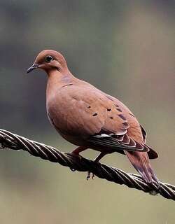 鸣哀鸽 / Zenaida Dove / Zenaida aurita