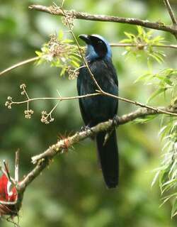 丽蓝头鹊 / Beautiful Jay / Cyanolyca pulchra