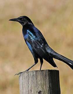 宽尾拟八哥 / Boat-tailed Grackle / Quiscalus major