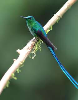 长尾蜂鸟 / Long-tailed Sylph / Aglaiocercus kingii