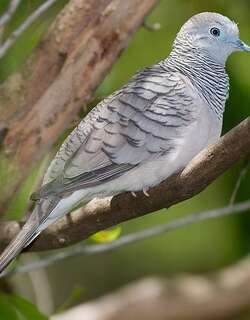 戈氏姬地鸠 / Peaceful Dove / Geopelia placida