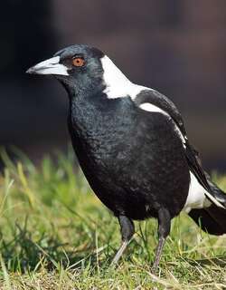 黑背钟鹊 / Australian Magpie / Gymnorhina tibicen