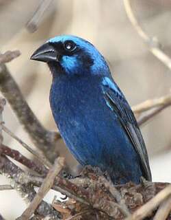 蓝彩鹀 / Blue Bunting / Cyanocompsa parellina