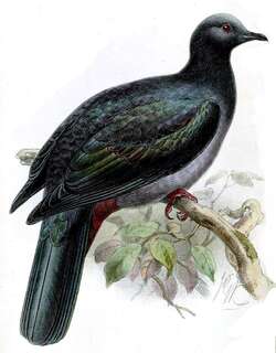 圣诞岛皇鸠 / Christmas Imperial Pigeon / Ducula whartoni