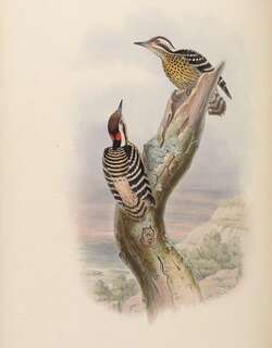 菲律宾啄木鸟 / Philippine Pygmy Woodpecker / Yungipicus maculatus