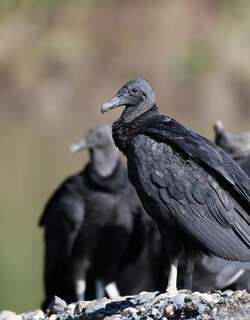 黑头美洲鹫 / Black Vulture / Coragyps atratus