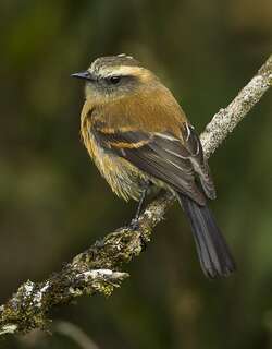 褐背唧霸鹟 / Brown-backed Chat-Tyrant / Ochthoeca fumicolor
