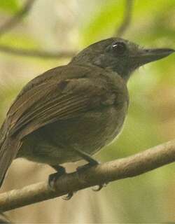 鼠灰蚁鵙 / Mouse-colored Antshrike / Thamnophilus murinus