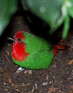 红喉鹦雀 / Red-throated Parrotfinch / Erythrura psittacea