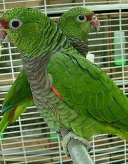 红胸鹦哥 / Vinaceous-breasted Amazon / Amazona vinacea