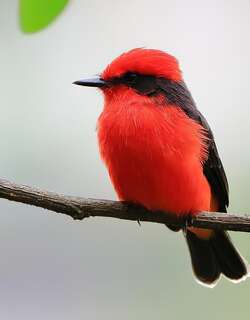 朱红霸鹟 / Vermilion Flycatcher / Pyrocephalus obscurus