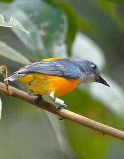 橙腹啄花鸟 / Orange-bellied Flowerpecker / Dicaeum trigonostigma
