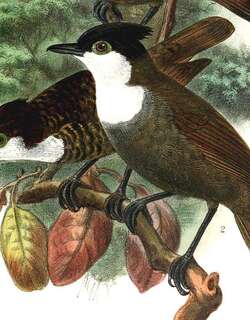白胸蚁鸟 / White-breasted Antbird / Rhegmatorhina hoffmannsi