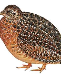 弯嘴斑䳍 / Curve-billed Tinamou / Nothoprocta curvirostris