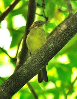 黄腹鹎 / Sulphur-bellied Bulbul / Iole palawanensis