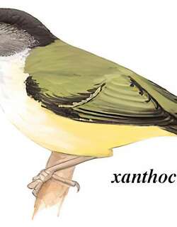 淡绿鵙鹛 / Green Shrike-babbler / Pteruthius xanthochlorus
