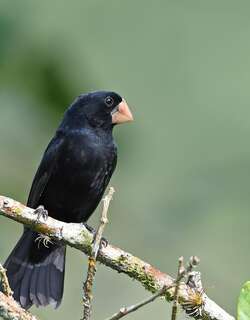 尼加拉瓜籽雀 / Nicaraguan Seed Finch / Sporophila nuttingi