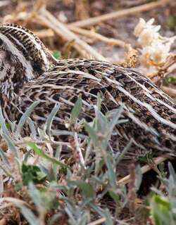 澳洲鹌鹑 / Stubble Quail / Coturnix pectoralis