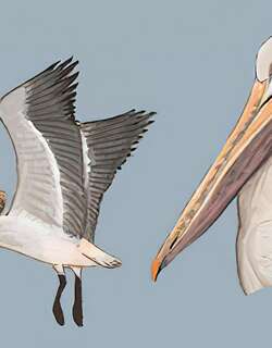 斑嘴鹈鹕 / Spot-billed Pelican / Pelecanus philippensis