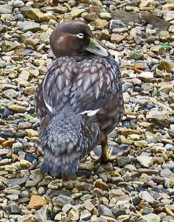 短翅船鸭 / Falkland Steamer Duck / Tachyeres brachypterus