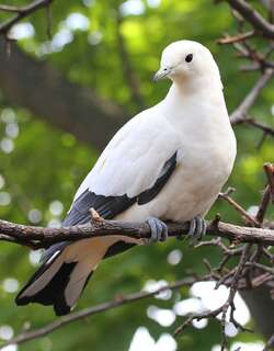 斑皇鸠 / Pied Imperial Pigeon / Ducula bicolor