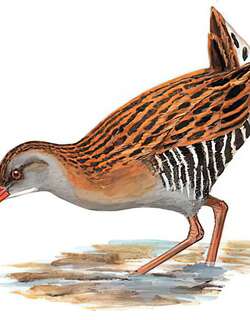 西方秧鸡 / Water Rail / Rallus aquaticus