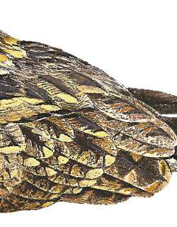 托氏夜鹰 / Todd’s Nightjar / Setopagis heterura