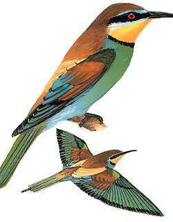 黄喉蜂虎 / European Bee-eater / Merops apiaster