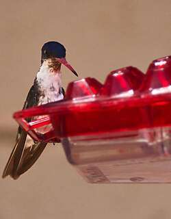 紫冠蜂鸟 / Violet-crowned Hummingbird / Leucolia violiceps