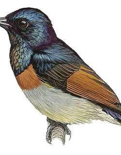 褐翅花蜜鸟 / Rufous-winged Sunbird / Cinnyris rufipennis