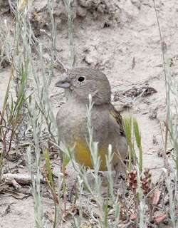 南美黄雀鹀 / Patagonian Yellow Finch / Sicalis lebruni